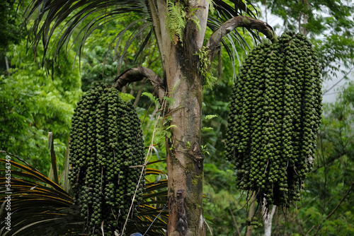 Enau or Aren (Arenga Pinnata) trees with thick fruit. The popular fruit called Kolang Kaling is widely used as a delicious dish and contains high calcium.