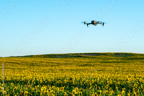 A modern quadcopter flies over a field of sunflowers against the sunset. The use of modern technologies in the agro-industrial complex. The drone helps the farmer in agribusiness.