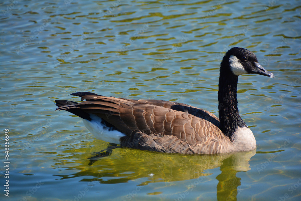 Canada goose family is a large wild goose species with a black head and neck, white patches on the face, and a brown body. Canada goose family is a large wild goose species with a black head and neck, white patches on the face, and a brown body.