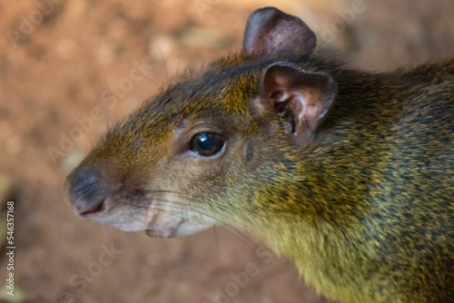 Closeup of Central American agouti in the zoo on blur background photo