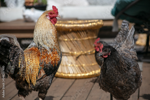 A Beautiful Free range Cochin Rooster and Hen Chicken on a Porch photo