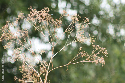 Closeup of dried poison hemlock seeds with green blurred background