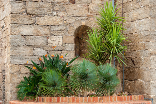 Bepflanzung an der Kirche Saint-Michel in Grimaud