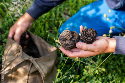 A man holding black truffle mushrooms (TUBER AESTIVUM). A truffle hunter takes the found mushrooms out of his bag.