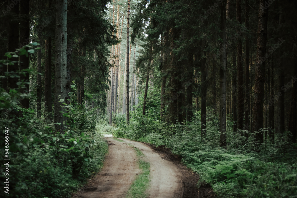 Fototapeta premium Dark forest roads. Light in the forest tunnel