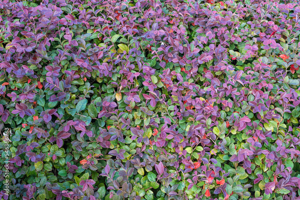 multicolored shrub leaves close-up as a background