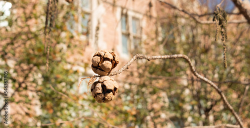 Cypress cones hanging from a bare branch in the fall. The two cones are balanced on top of each other, holding onto a branch. A building can be seen in the background.