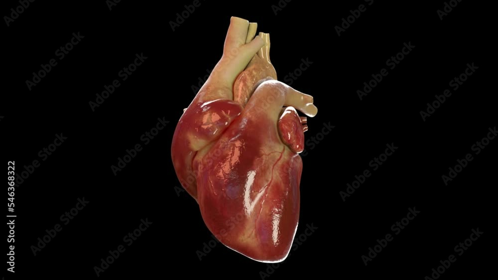 Human heart beating 3d animation