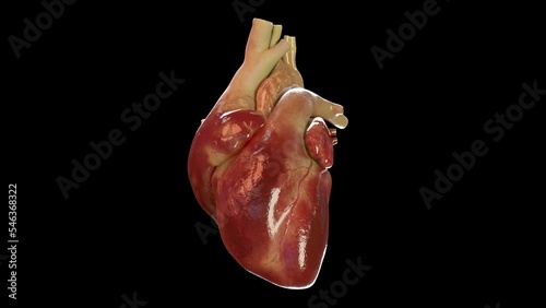 Human heart beating 3d animation