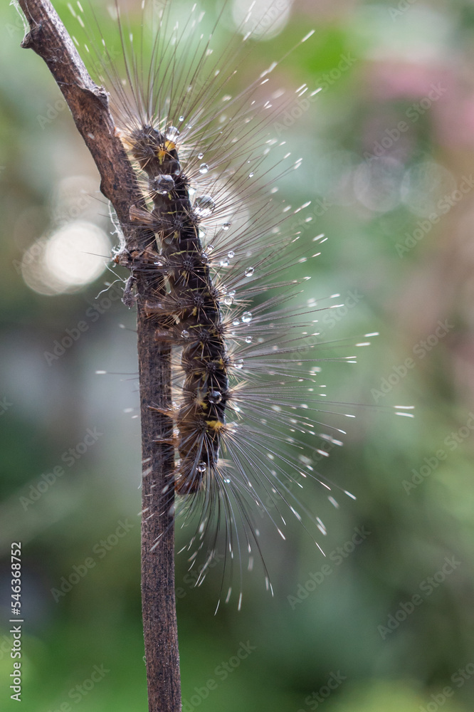 Fototapeta premium a caterpillar with long hair