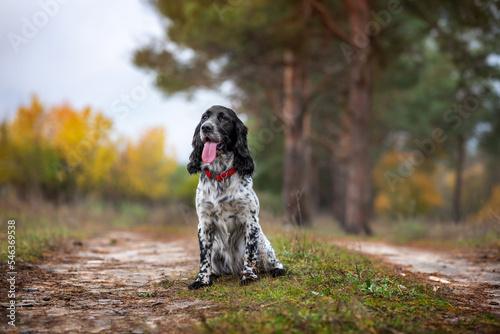 Charming black and white hunting dog breed Russian Spaniel sits in the autumn forest. Soft focus. Selective focus. Gun dog.
