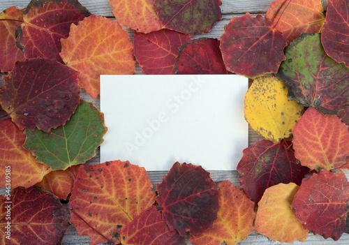 Fotótapéta Card with copy space and colorful black poplar leaves