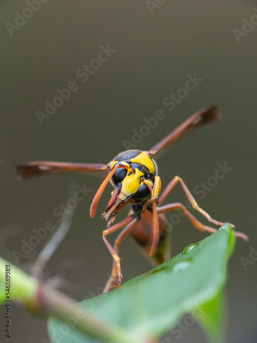 Delta unguiculatum is a species of pottery wasp from Europe photo