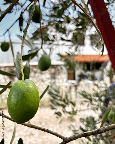 olive on tree