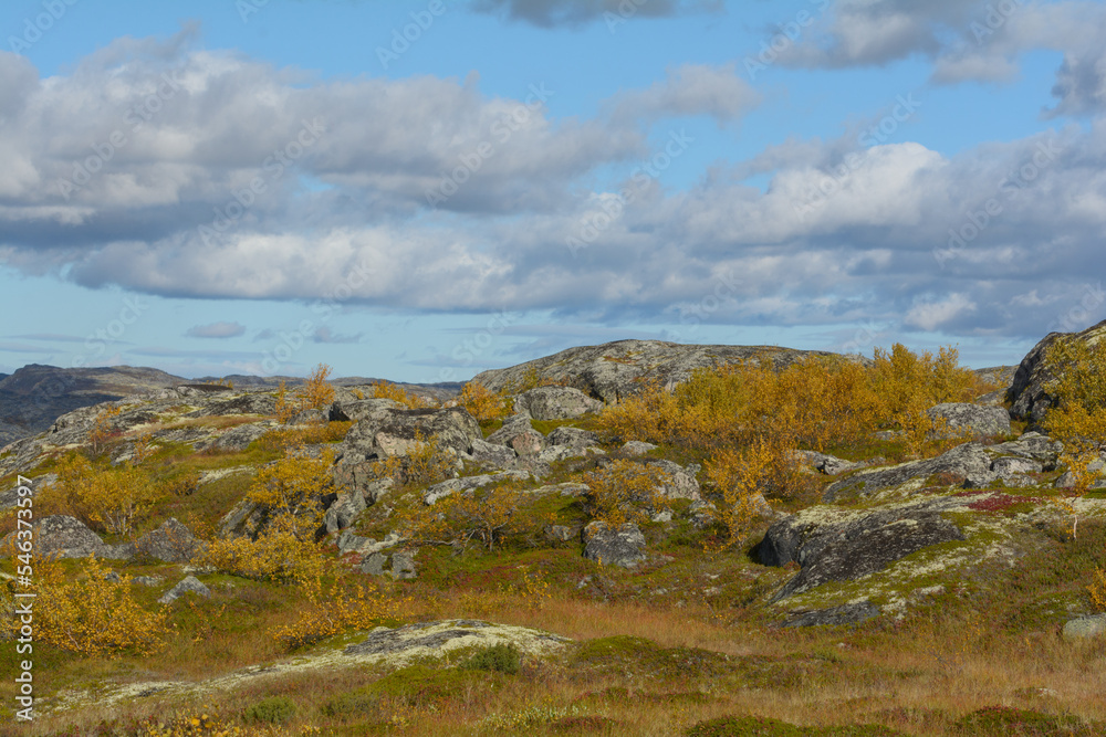 Tundra with hills and trees with yellow leaves.