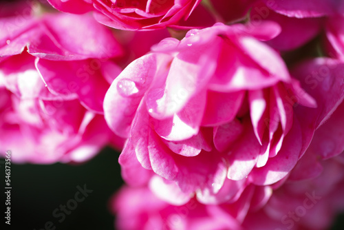 Rain drops on pink roses on sunny day on summer