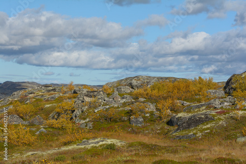 Tundra with hills and trees with yellow leaves.