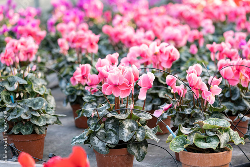 Fototapeta Naklejka Na Ścianę i Meble -  Cyclamen plants watered with drip irrigation in a plant nursery. This species are Cyclamen persicum (Persian cyclamen).  Concept for cultivation, gardening, horticulture, greenhouse and  irrigation.