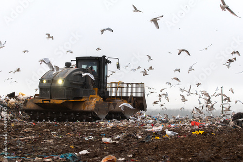 Machinery working on waste in landfill, refuse collection with bulldozer, a lots of birds photo