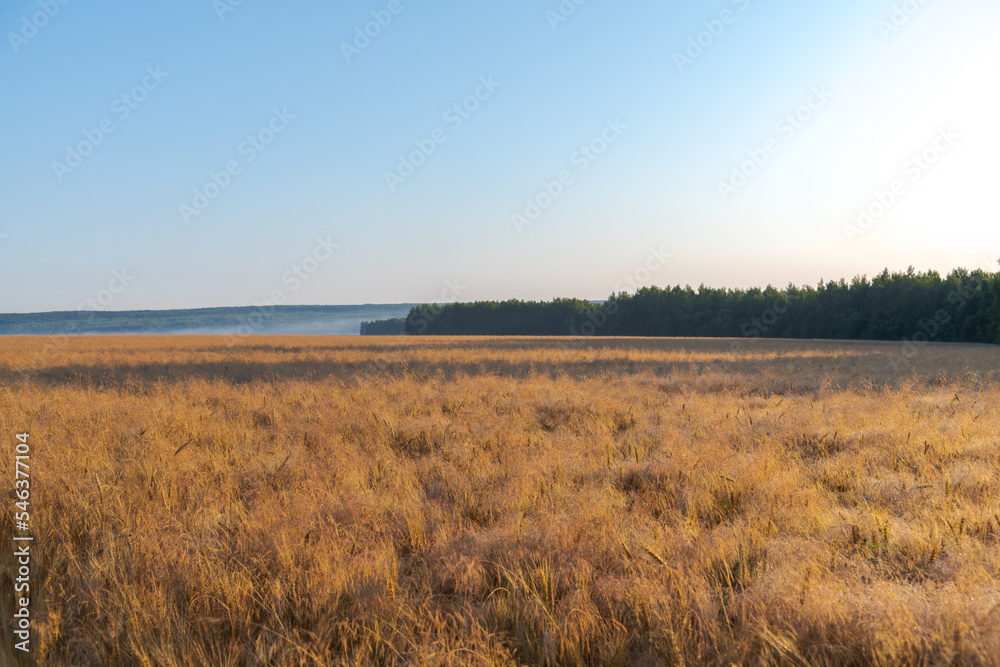 Side view of wheat agricultural field full of Milium effusum (American milletgrass or wood millet) plants at sunrise. Clear blue sky. Copy space for your text. Selective focus. Theme of weeds.