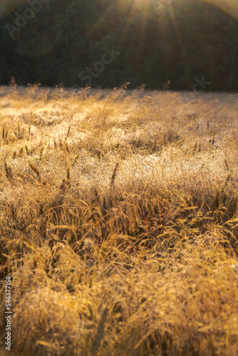 Beautiful wheat agricultural field full of Milium effusum (American milletgrass or wood millet) plants at sunrise. Natural background. Copy space for your text. Selective focus. Theme of weeds. photo