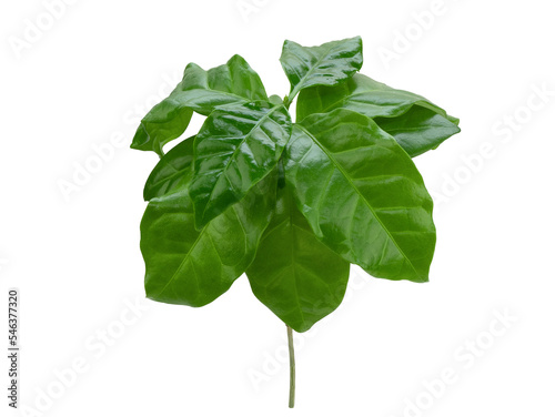 Small bush of coffee tree with luscious green glossy leaves, isolated. Young coffee plant with waxy leaves