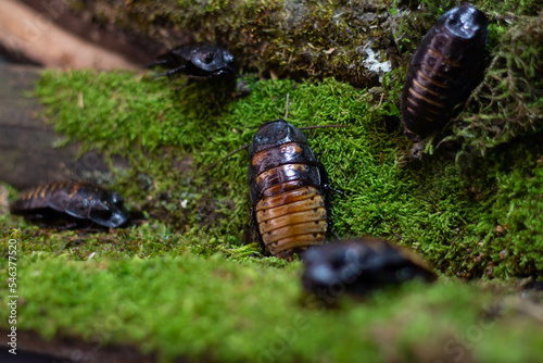 A some big cockroach sits on the moss in close-up