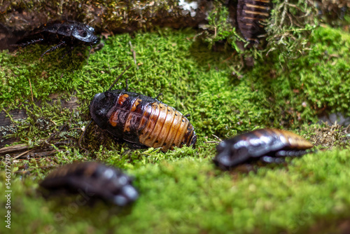 A some big cockroach sits on the moss in close-up