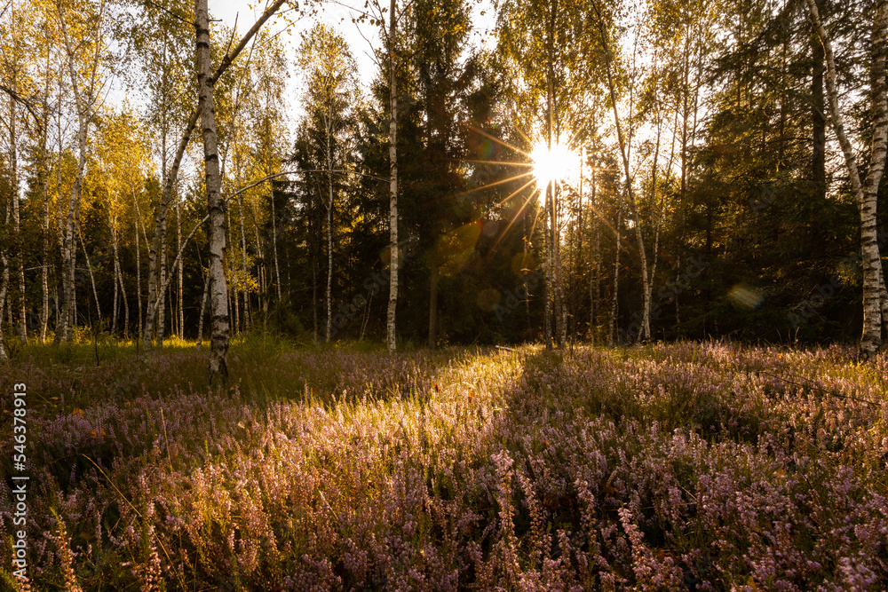 Fototapeta premium Beautiful heathers in a birch forest at sunrise
