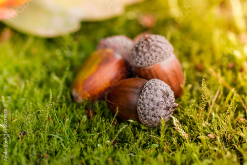 The acorn lies on the green moss of the autumn forest. Spring in the forest. Bright and sunny natural background. Acorn close up view.