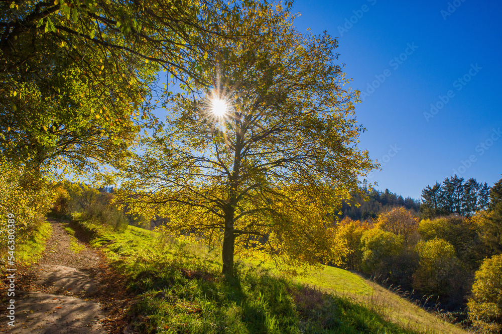 Fototapeta premium a green hilly meadow in autumn with hiking trail and tree in backlight with sun rays