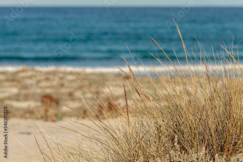 Image of sea and dunes with mediterranea shrubs