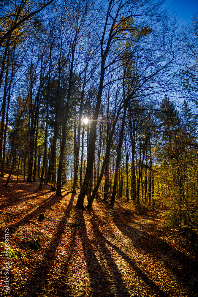 Fototapeta premium a colorful forest in the backlight with shadow and sun