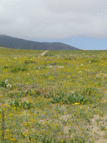 Desierto Florido 2022  Huasco  Chile