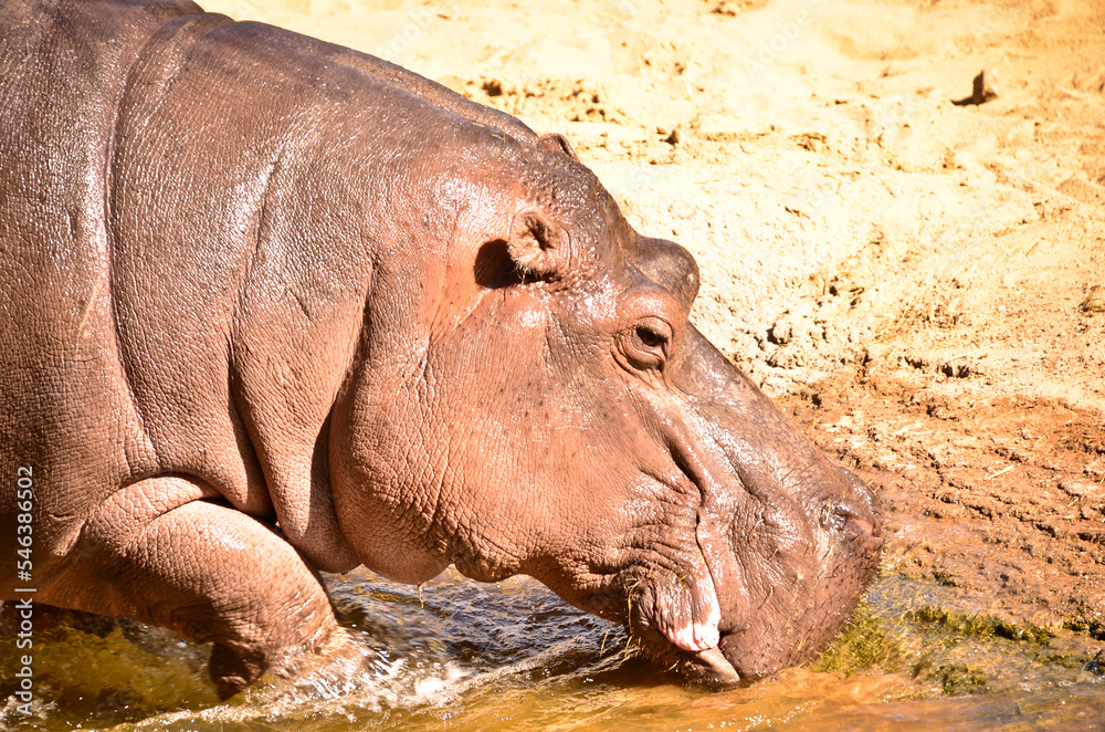 a beautiful fat hippopotamus near the water a beautiful fat hippopotamus near the water