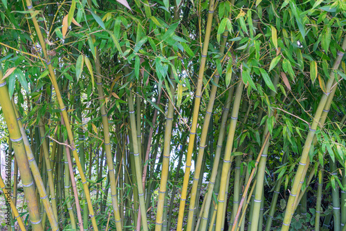 green bamboo thickets forest close-up as background
