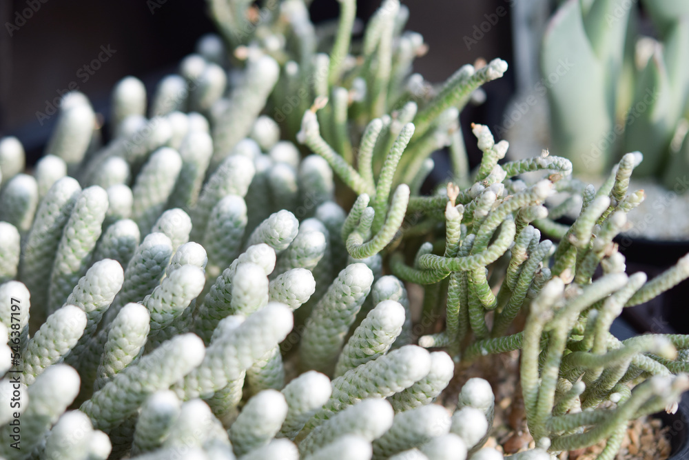 Succulent (Echeveria, crassula, aeonium, cotyledon, lithops, kalanchoe, caudex, etc)