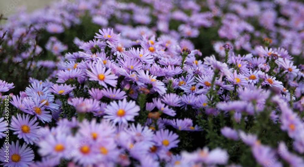 Obraz premium Asters in the garden. Purple flowers background image. Close-up
