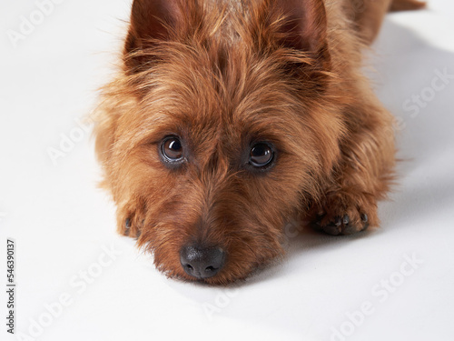happy red dog. Funny Australian terrier on white background