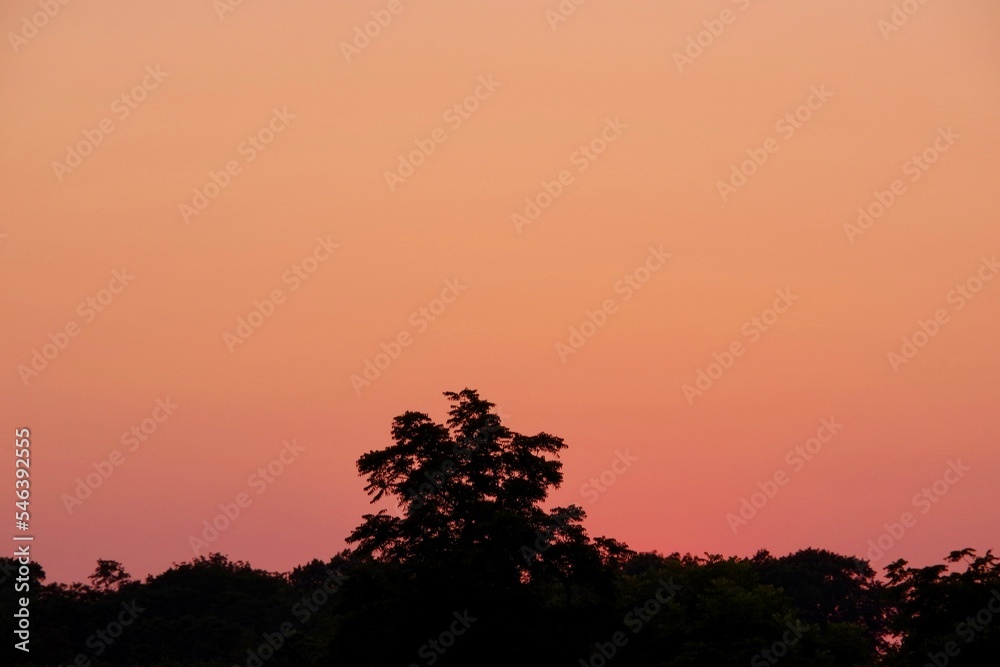 Sunset over a Field with Silhouette of Trees 