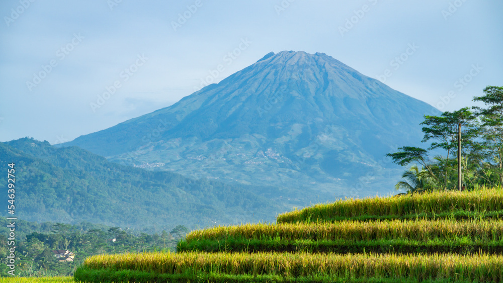 Fototapeta premium Beautiful terraced rice field with mountain on the background. Rural landscape of Kajoran rice field with view of Sumbing Mountain on the background