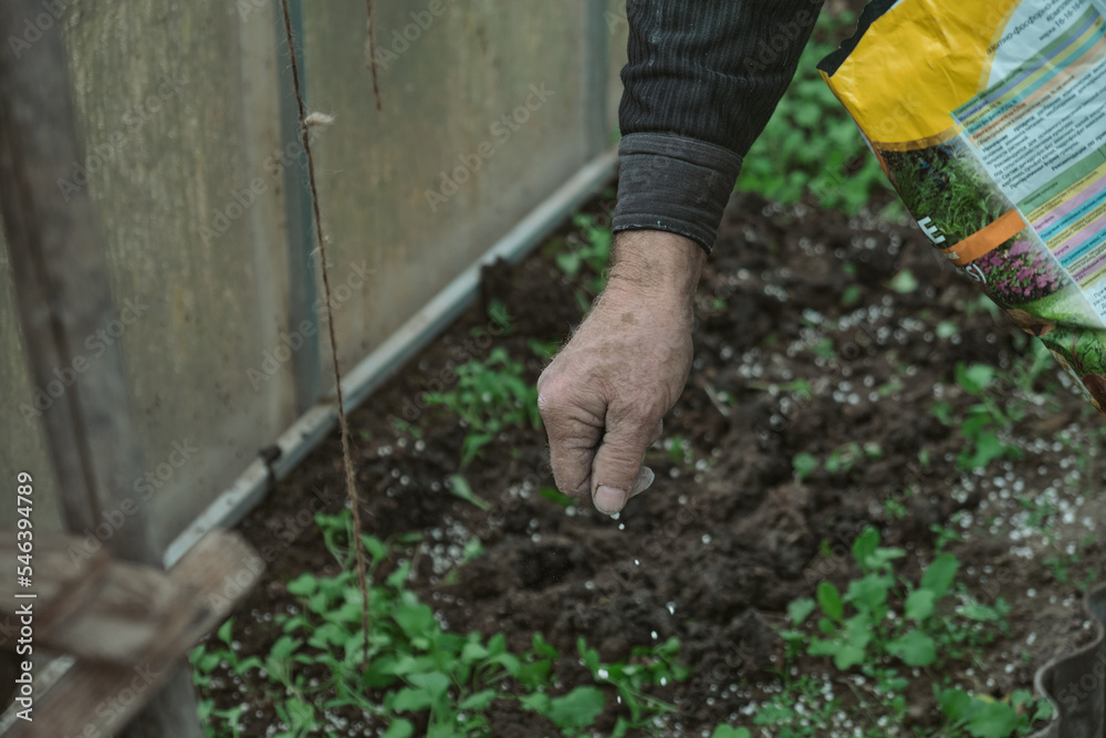 Fertilizing the garden by bio granular fertilizer for better conditions of garden Fertilizing the garden by bio granular fertilizer for better conditions of garden