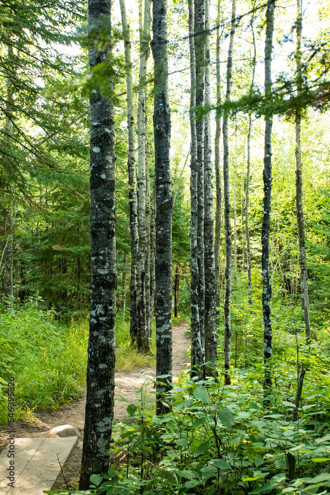 Obraz premium path in the forest