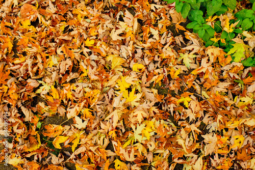 thick mat of fallen yellow and orange leaves on the ground in the back yard in late autumn