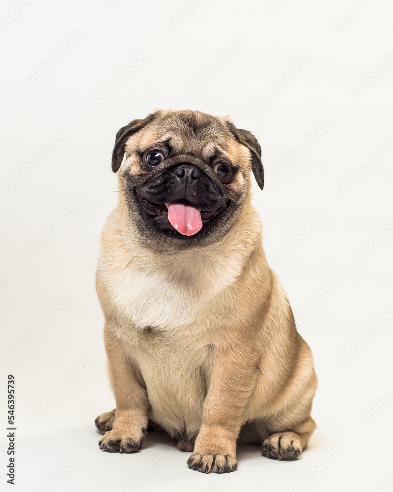 A dog with a funny muzzle and with his tongue hanging out poses for a photo. The breed of the dog is the Pug