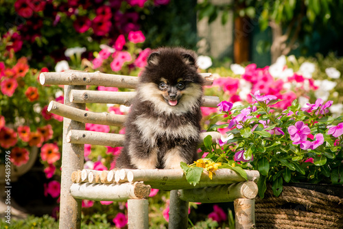 Cute fluffy puppy sits on a white chair made of wood near the flower bed