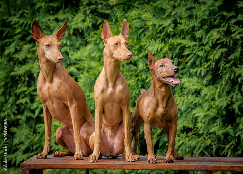 Three dogs sit on a bench against the backdrop of greenery