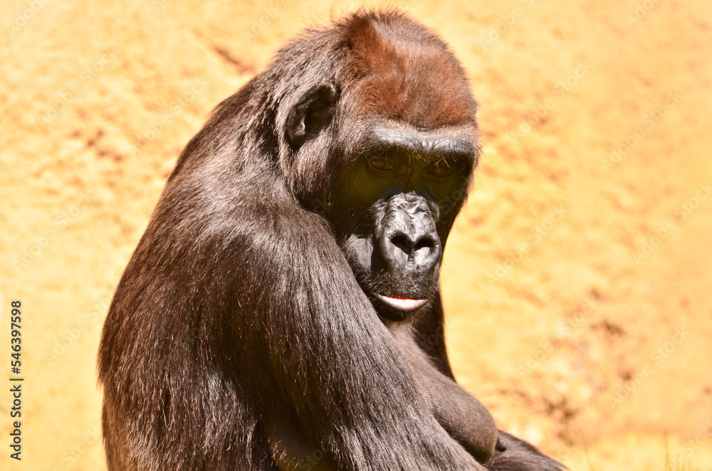 Portrait of a gorilla in the zoo