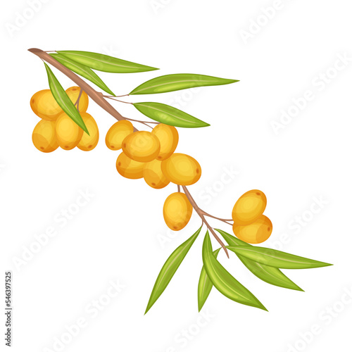 Sea buckthorn isolated on the white. Sea buckthorn branch with orange berries.
