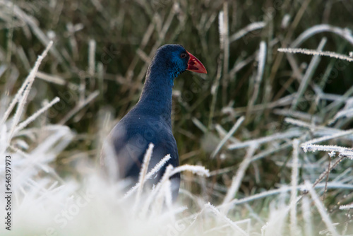 Western Swamphen (Porphyrio porphyrio) standing in grass with hoarfrost. This is an extremely rare species in The Netherlands, the second ever